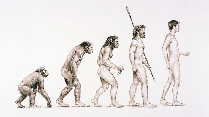 Der menschliche Körper in der Entwicklungsphase vom Primaten zum aufrechtgehenden Menschen.