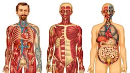 Anatomische Darstellung des Menschen