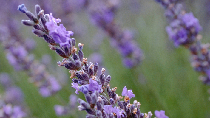 Blühender Lavendel | Bildquelle: Mauritius Blühender Lavendel