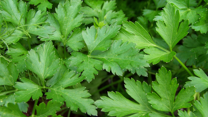Frische glatte Petersilie | Bildquelle: stockfood Frische glatte Petersilie