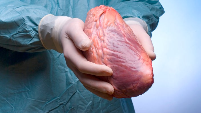 Chirurg hält ein menschliches Herz in seinen Händen.