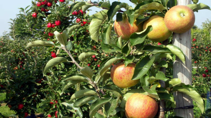 Foto eines Apfelbaums kurz vor der Ernte.