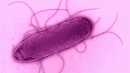 Pink eingefärbte Mikroskop-Aufnahme eines einzelnen Salmonella-Bakteriums.