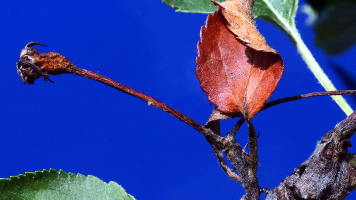 Am Zweig eines Apfelbaums sind einige Blätter Opfer des Feuerbrands und sehen deswegen rötlich-vertrocknet aus.