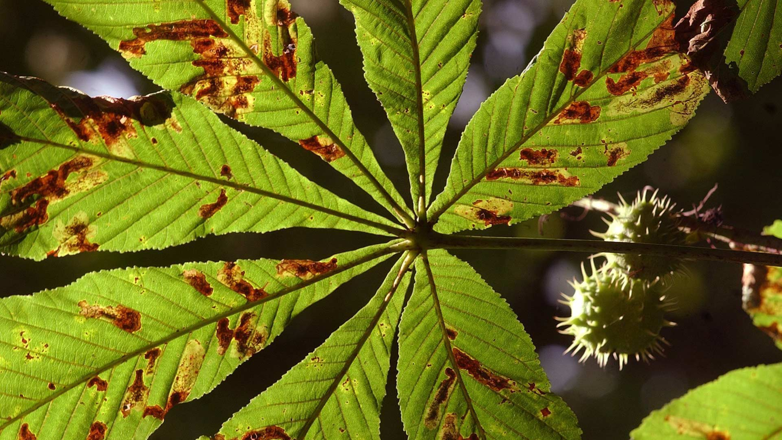 Parasiten Pflanzenparasiten Medizin Gesellschaft