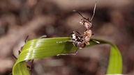 zwei Ameisen auf der Spitze eines Grashalmes.