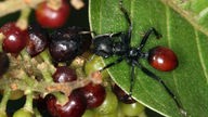 Infizierte Ameisen tragen rote Beeren.
