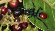 Infizierte Ameisen tragen rote Beeren