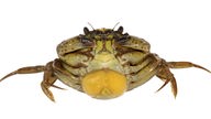 Krabbe (Carcinus maenas) von unten.