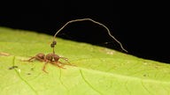 Eine parasitische Schlauchpilzart wächst aus einem toten Ameisenkörper.