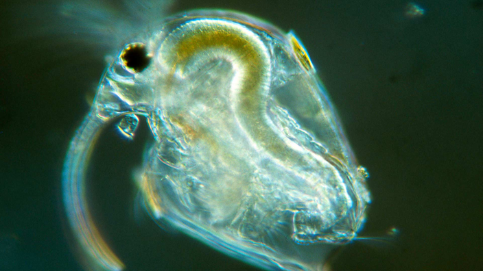 Ein Wasserfloh ohne parasitäre Bakterien unter einem Mikroskop mit 313-facher Vergrößerung.