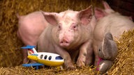 Schwein im Stall mit Plastikspielzeug und Teddybär neben sich.