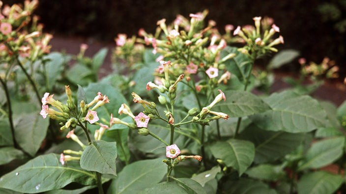Tabakpflanze in Blüte.