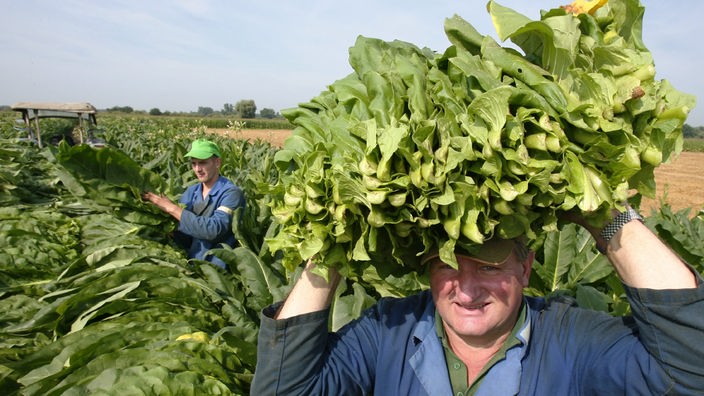 Ein Mann trägt auf seinem Kopf zusammengebundene grüne Tabakblätter.