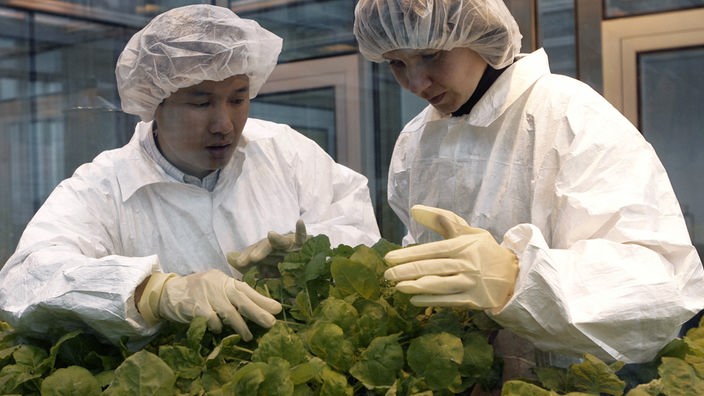 Zwei Forscher mit weißen klinischen Anzügen und Haarhauben begutachten Tabakpflanzen.