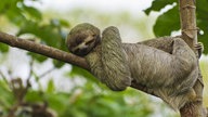 Ein Braunkehl-Faultiermännchen (Bradypus variegatus) ruht auf Ast im Manuel Antonio Nationalpark in Costa Rica.