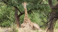 Eine Giraffe (Giraffa camelopardalis) liegt unter einem Kameldornbaum (Acacia erioloba), Namibia.