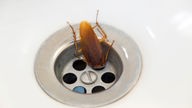 Eine Küchenschabe krabbelt in den Abfluss eines Waschbeckens