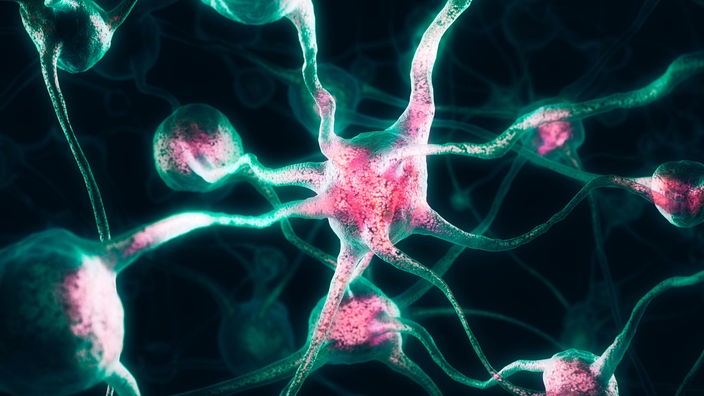 Grafik: Nervenzellen des Gehirns