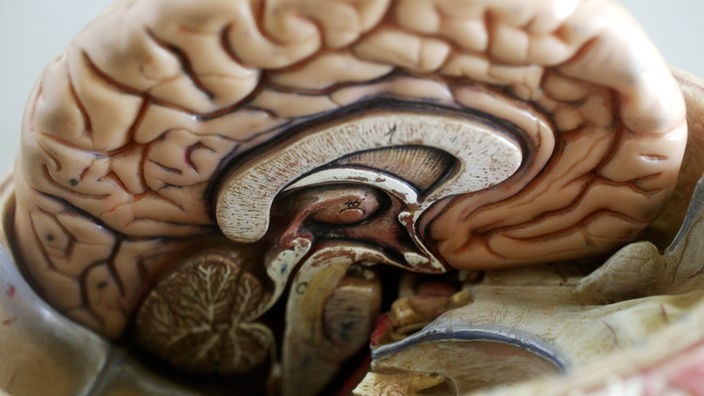 Modell eines menschlichen Gehirns.
