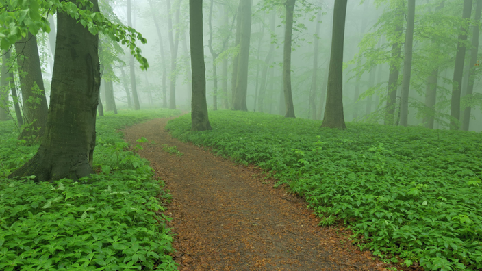 Ein Waldweg im Nationalpark Hainich in Thüringen