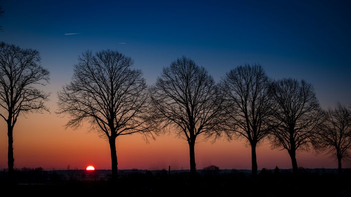 Hinter einer Baumreihe ist der Sonnenaufgang zu sehen