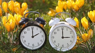 Zwei Wecker mit unterschiedlichen Uhrzeiten stehen vor blühenden Krokussen 