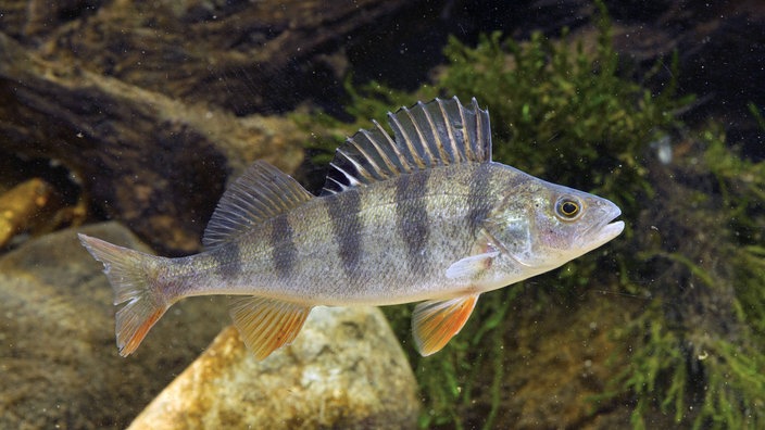 Flussbarsch | Bildquelle: Imago/blickwinkel Flussbarsch