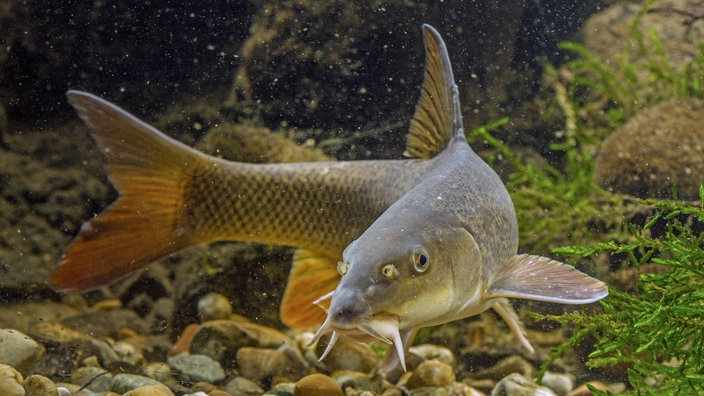 Barbe unter Wasser | Bildquelle: Imago/blickwinkel Barbe unter Wasser