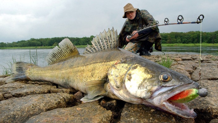 Ein gefangener Zander liegt am Ufer auf Steinen. Hinter ihm kniet der Angler, die Angel in der Hand. | Bildquelle: dpa/Patrick Pleul Ein gefangener Zander liegt am Ufer auf Steinen. Hinter ihm kniet der Angler, die Angel in der Hand.