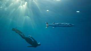 Anna von Bötticher taucht neben einem Barracuda-Weibchen
