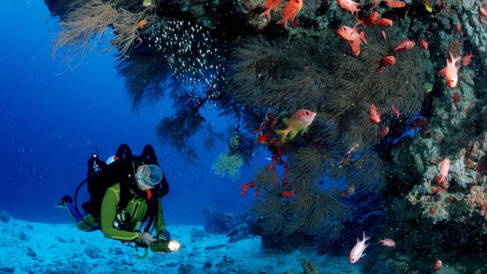 Taucher leuchtet ein Korallenriff an, um das viele Fische schwimmen.
