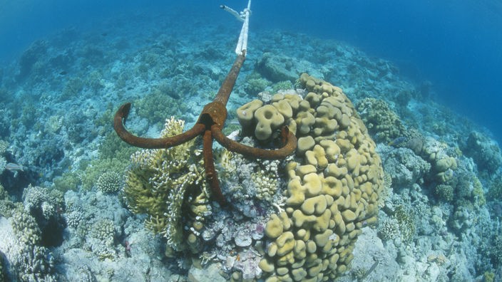 Ein Anker zerstört eine Koralle im Roten Meer.