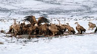 Geier sammeln sich auf schneebedeckter Fläche um einen beigesetzten Leichnam