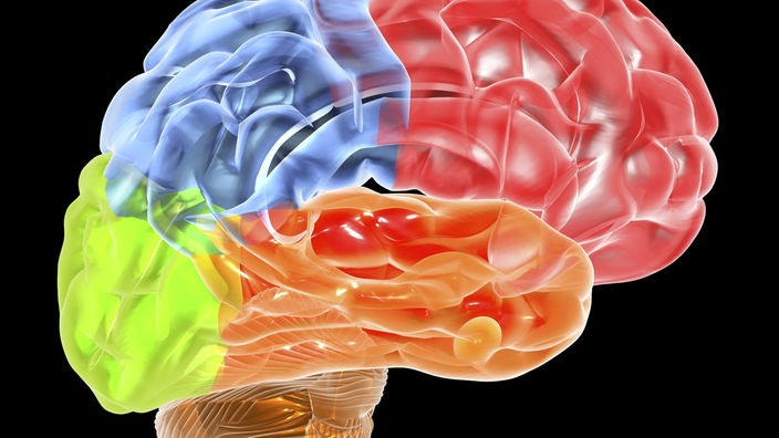 Gehirn mit Gehirnregionen in unterschiedlichen Farben.