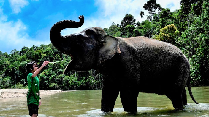 Ein Kind füttert einen Elefanten in einem Fluss.