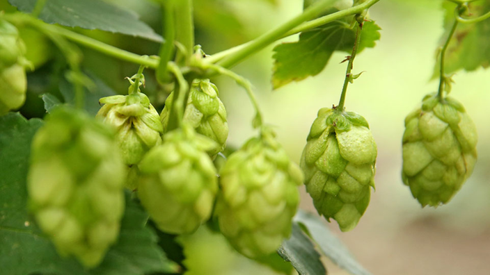 Hopfendolden. | Bildquelle: dpa/Jan Woitas/lei209 Hopfendolden.