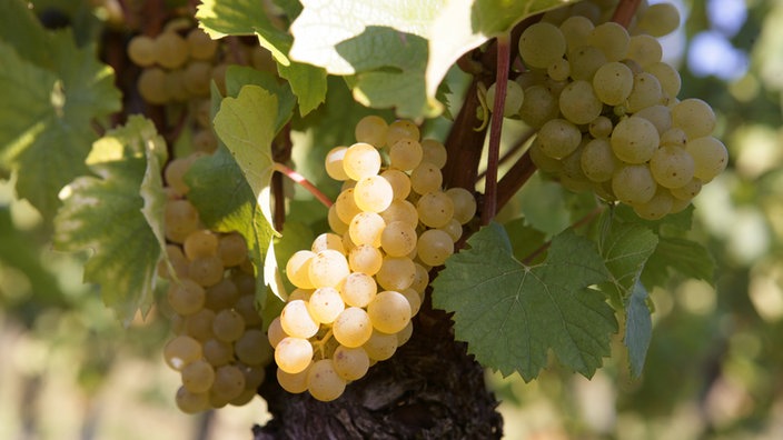 Weiße Chardonnay-Trauben an der Rebe | Bildquelle: Ulrich Baumgarten / newspixx vario Weiße Chardonnay-Trauben an der Rebe