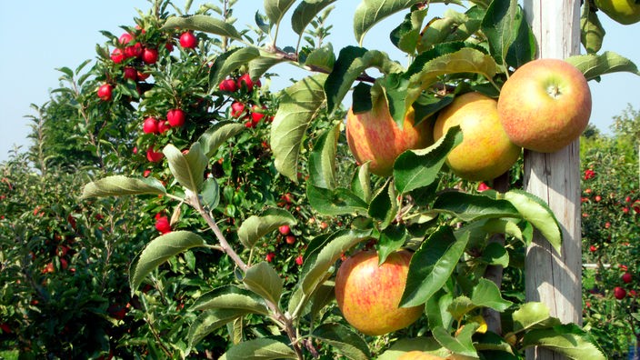 Auf einer Obstplantage sieht man Bäume mit reifen Äpfeln verschiedener Sorten.