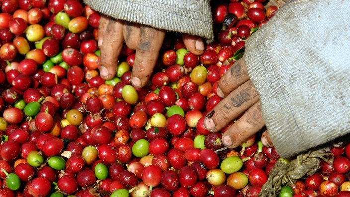 Hände eines Jungen in den Kaffeebohnen während der Kaffeeernte in El Salvador. | Bildquelle: IMAGO/Voigt Hände eines Jungen in den Kaffeebohnen während der Kaffeeernte in El Salvador.