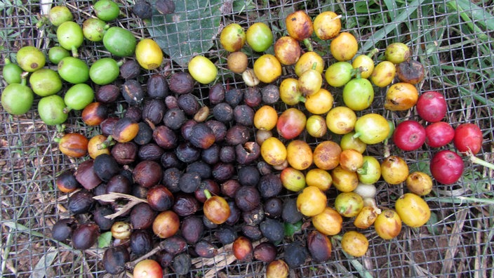 Die verschiedenen Reifegrade der Bohnen bei der Ernte | Bildquelle: Deutscher Kaffeeverband Die verschiedenen Reifegrade der Bohnen bei der Ernte