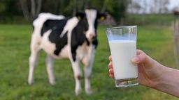 Eine Kuh auf der Weide, davor eine Hand mit einem frischen Glas Milch