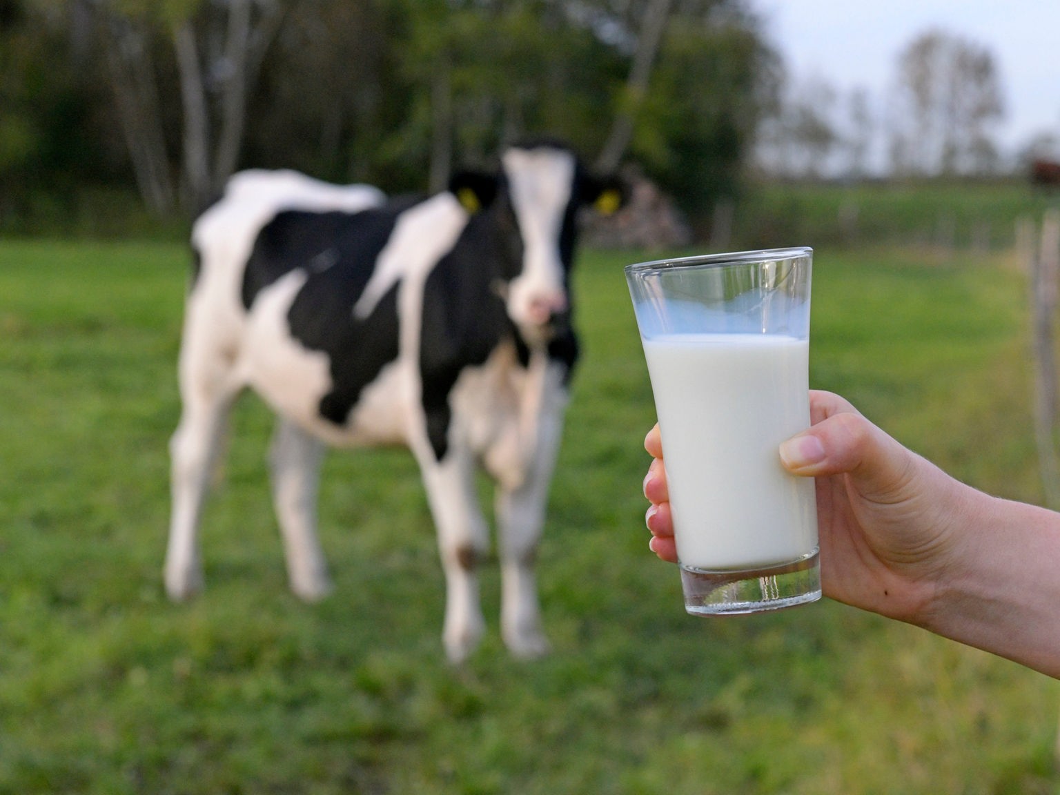 Коровье молоко. Молоко коровье домашнее. Корова молочная чистокровная. Milch.