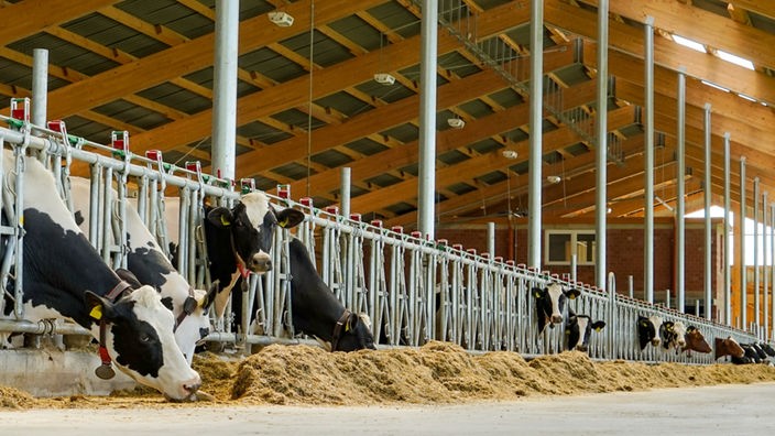 Blick in einen Kuhstall: Der Reihe nach strecken Kühe den Kopf aus ihren Boxen.