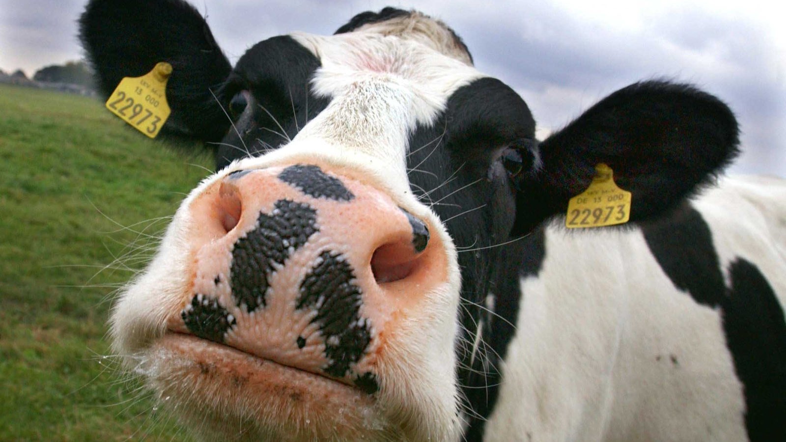 Milch: Die Milchkuh - Trinken - Gesellschaft - Planet Wissen