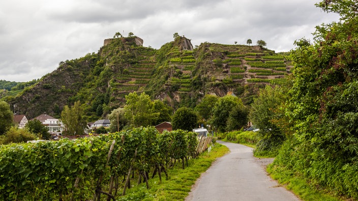 Weinbau im Ahrtal | Bildquelle: WDR/Igor Tchepikov Weinbau im Ahrtal
