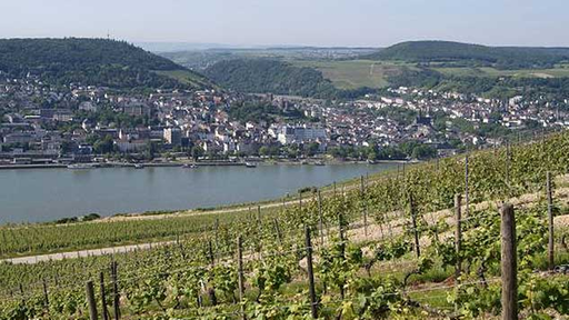 Stadtansicht von Bingen am Rhein mit Reben im Vordergrund.