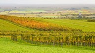 Auf einer hügeligen Wiese erstrecken sich mehrere Weinfelder mit herbstlichen Farben.