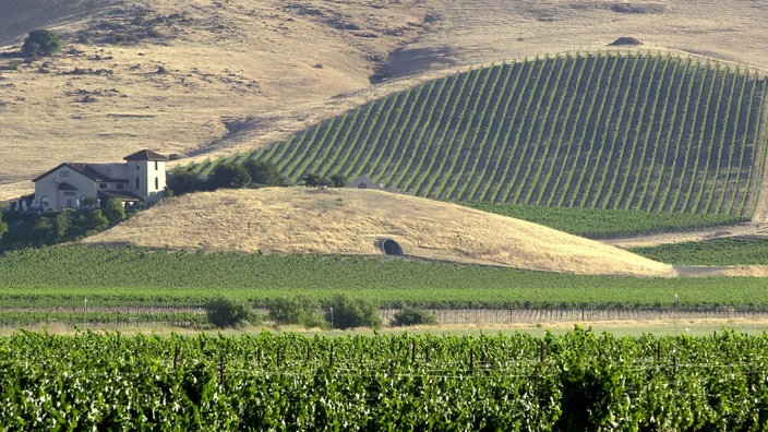 Weinberge in Kalifornien. | Bildquelle: dpa Weinberge in Kalifornien.