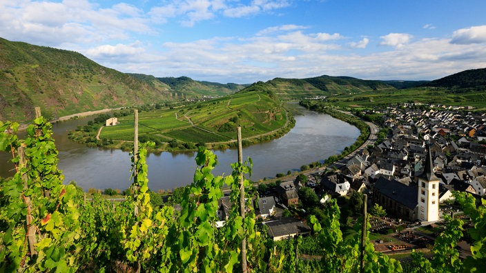 Weinhang an der Mosel. | Bildquelle: picture-alliance/Bildagentur Huber Weinhang an der Mosel.